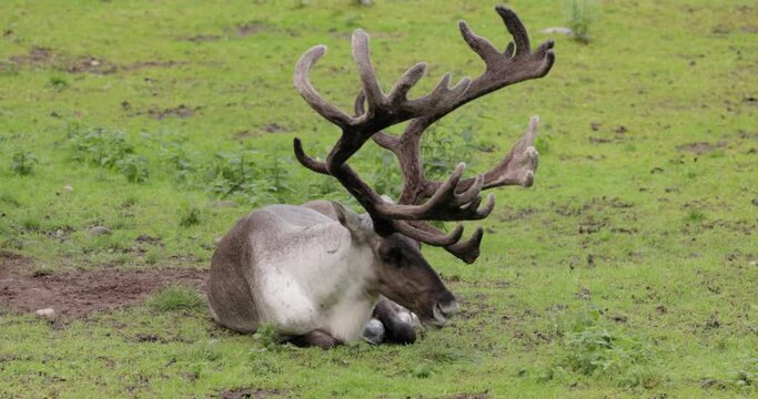 Reindeer (Rangifer tarandus) on the green grassland.