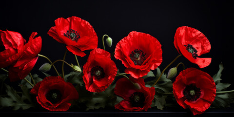 poppies isolated on black background 