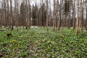 Obraz premium Lovely white and wild Snowflake Leucojum vernum Flowers in a german forest.