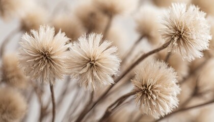 beige neutral color dried fluffy tiny romantic flowers horizontal branches macro
