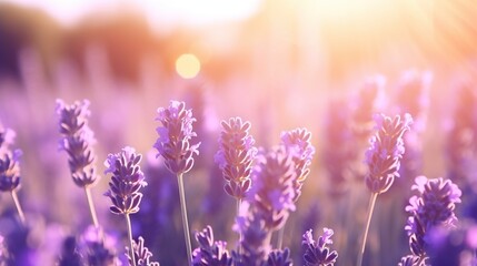 Beautiful blooming lavender flowers in the field landscape with soft bokeh sunset.