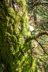 Obraz premium Moss covered tree bark at The Lake District, Cumbria, England