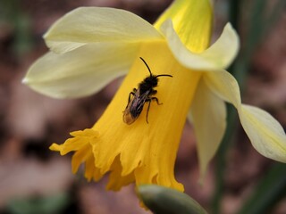 Insecte sur une jonquille.