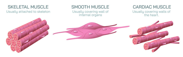 There are three types of muscle tissue that are cardiac, smooth and skeletal. cardiac muscle found in walls of the heart, Smooth muscle is found in wall of the intestine, skeletal is attached to bone.