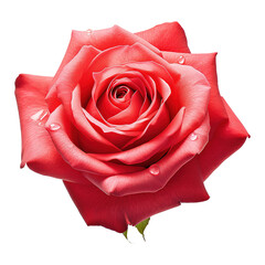 Red Rose on Transparent Background