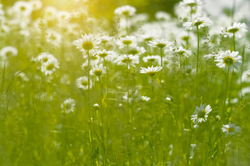 Chamomile field in sunlight, view from below. Selective focus. Beautiful spring or summer floral background. - 742999479