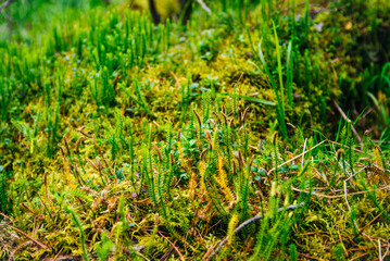 young sprouts in the forest, taiga. Rotten tree