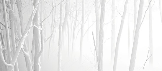 The black and white forest is dense and filled with tall trees, their white branches stark against the dark backdrop. The forest seems vast and never-ending, creating a sense of depth and mystery. - Powered by Adobe