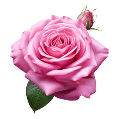 Beautiful Pink Rose with Leaves on Transparent Background