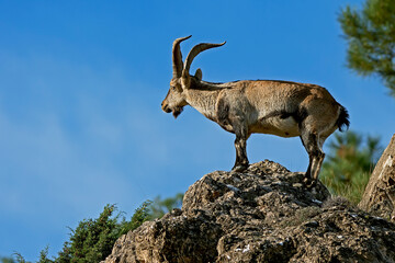 Cabra Hispánica pyrenaica en la cima, en el parque natural de Cazorla, Segura y Las Villas.