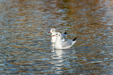 Two adult black-headed gulls (Larus ridibundus) in winter plumage swim along the surface of the lake - 743010689