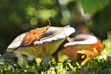 mushroom cap with leaf on it