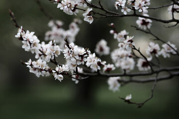 Blooming japanese alpine cherry