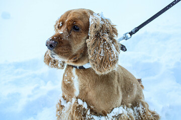 cocker spaniel dog