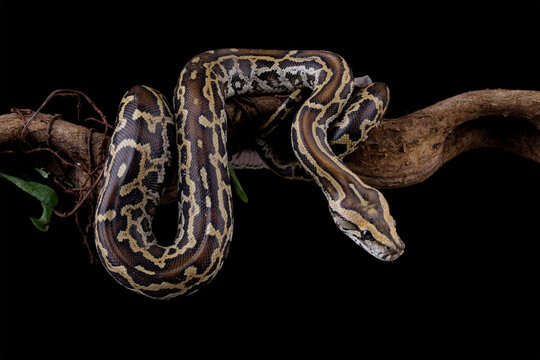 Python molurus bivittatus isolated on black background, Burmese python snake on branch, non-venomous snake
