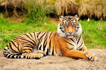 South China Tiger Images, Stock Photos