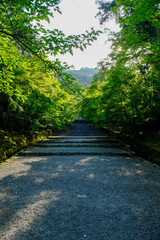 新緑が美しい初夏の二尊院の参道