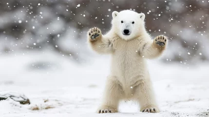 Wandaufkleber Polar bear cub plays with snow  © Olya Fedorova
