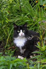 black cat on the grass