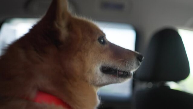 Dog riding in a car, looking thoughtfully out the window, close-up portrait. A road trip with a red dog.