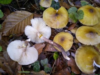 Armillaria melea. Mushrooms on a tree.