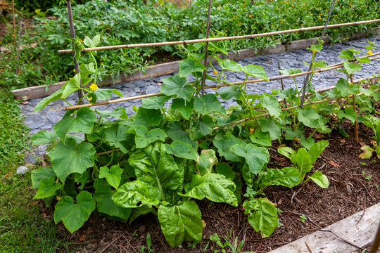 Au potager - Rang de bette et comcombre en culture associ&eacute;es dans un potager naturel
