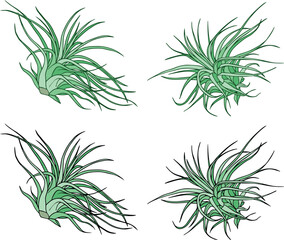 Tillandsia Air Plant Clipart Set