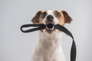 Portrait of a Jack Russell Terrier dog holding a leash on a white background. 