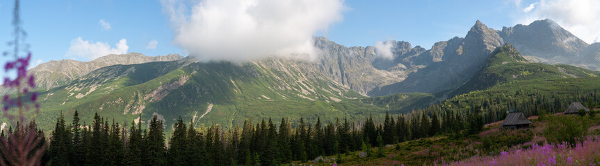 Majestic mountain landscape in a national reserve, mountain slopes covered with grass, bushes and pine forest, Polish Tatras horizontal panoramic photo