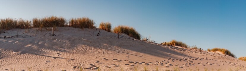 Sand dune overgrown with green vegetation, human traces left on yellow sand, horizontal panoramic photo