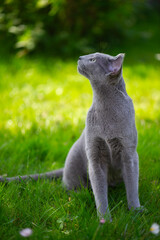Obraz na płótnie Canvas Russisch Blau Katze sitzt im sonnigen Garten