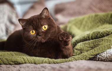 Edle und imposante Britisch Kurzhaar Katzen Katzenbabys