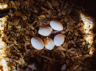 chicken eggs, eggs, white eggs, 