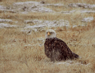Bald Eagle resting in spring snow