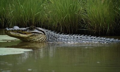 Fototapeta premium alligator in the water