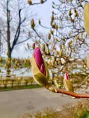 Early spring magnolia blooming flower