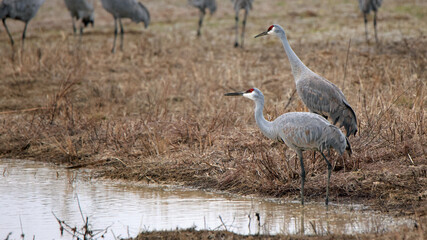 Two sandhill cranes standing by a pond