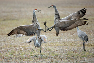 Two sandhill cranes in a mating display activity