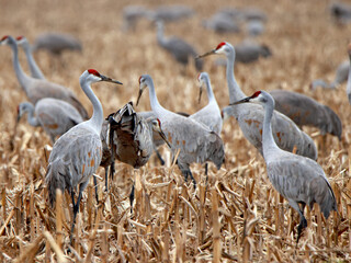 Several sandhill cranes standing in a corn field