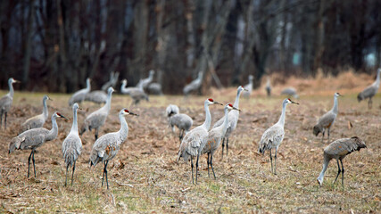A group of sandhill cranes standing in a corn field