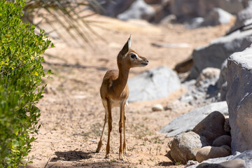 Young sand gazelle walking in the nature in UAE