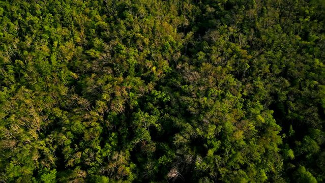A cinematic shot of flying over the hills covered by green jungle forest full of greenery with tropical trees and exotic plants surrounded by mysterious dramatic atmosphere