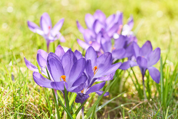 Beautiful violet crocuses grow in meadow. Early spring flowers.	 - 743030675