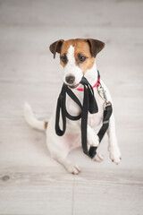 Jack Russell dog holding a leash and calling for a walk. Vertical photo. 