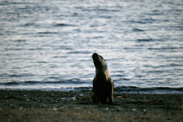 lobo de mar © Francis
