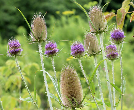 Dipsacus grows in nature