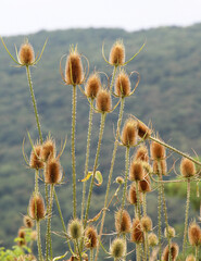 Dipsacus grows in nature