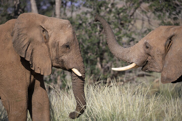 two interacting desert adapted elephants in Damaraland, Namibia