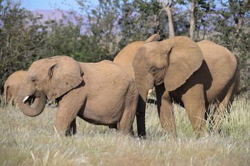 two interacting desert adapted elephants in Damaraland, Namibia