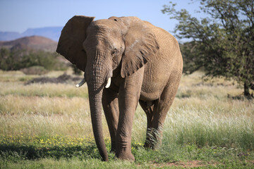 Fototapeta na wymiar one desert adapted elephant in Damaraland, Namibia